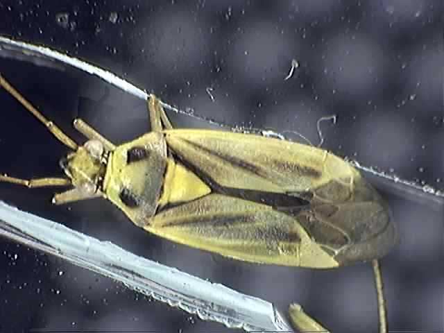 Stenotus binotatus